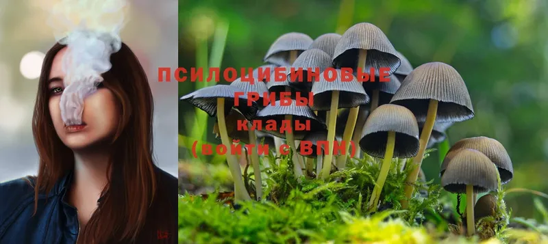 Псилоцибиновые грибы Psilocybine cubensis  omg онион  Лагань 